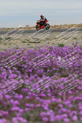 media/Jan-14-2023-SoCal Trackdays (Sat) [[497694156f]]/Turn 14 Exit Bloomig (145pm)/